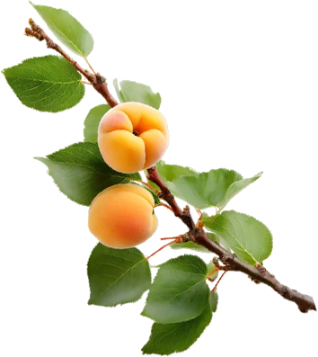peach